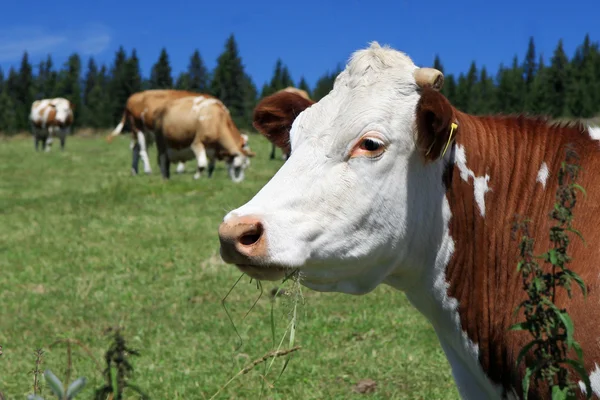 Cattle out at grass — Stock Photo, Image