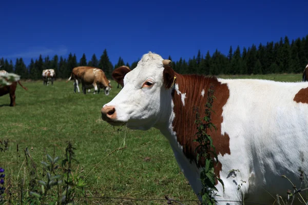 Vee uit op gras — Stockfoto