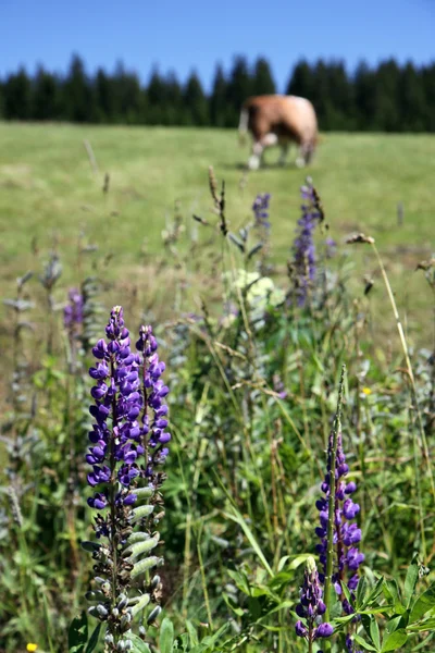 Bétail dehors à l'herbe — Photo