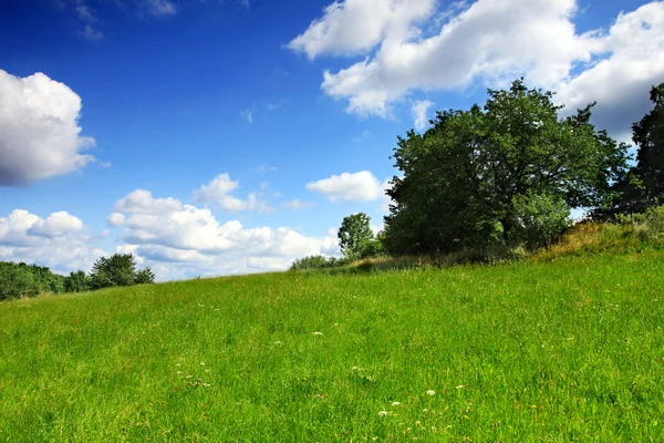 Зеленый луг с голубым небом — стоковое фото