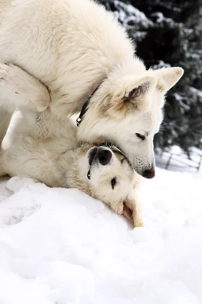 Iki doggery işe yaramaz beyaz — Stok fotoğraf