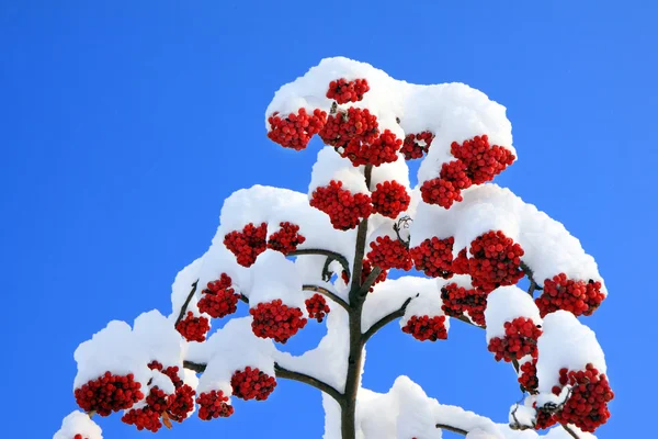 Vogelbeeren mit Schnee — Stockfoto