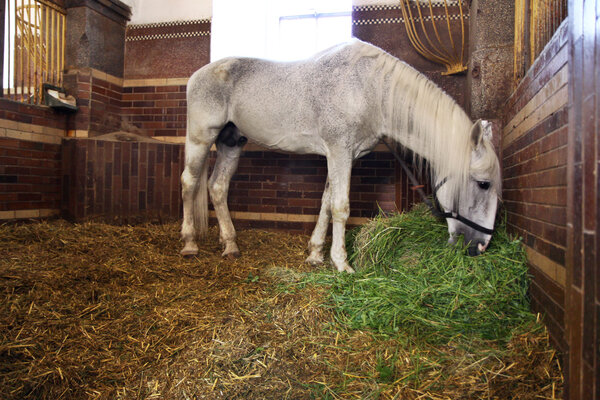 Fodder white horse