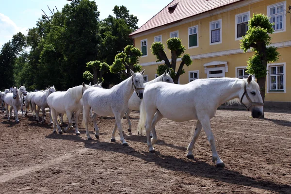 White horses and foals — Stock Photo, Image