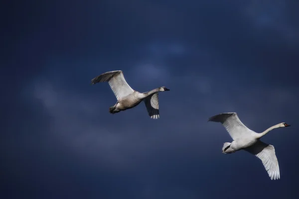 Mladí volant labutě — Stock fotografie