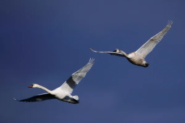 Cisnes volantes jóvenes — Foto de Stock