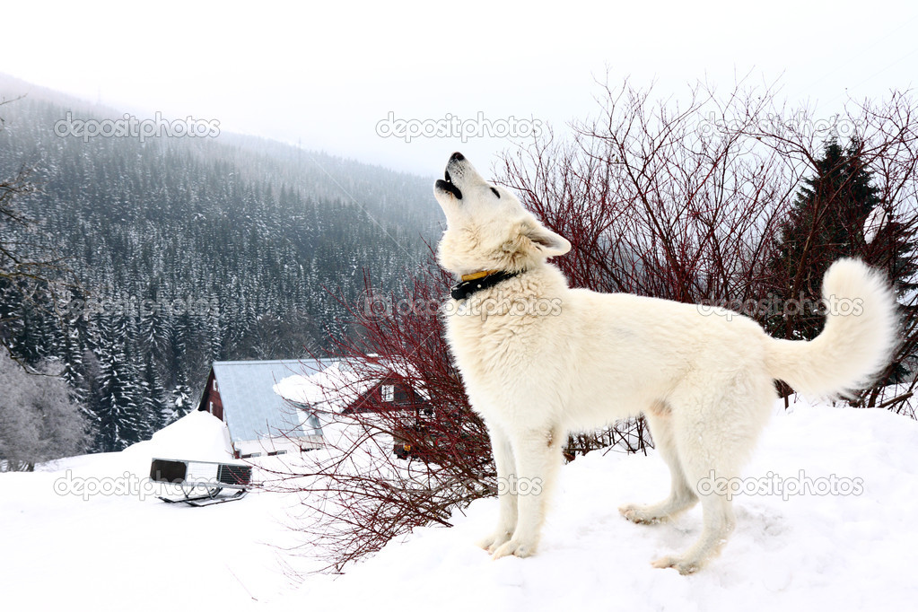 white howling dog