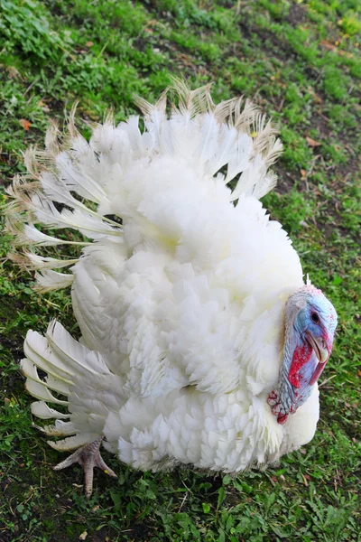 White male turkey on grass — Stock Photo, Image