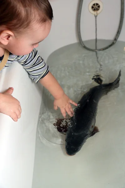 Christmas carp in bath — Stock Photo, Image