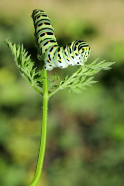 Yeşil tırtıl kök havuç üzerine