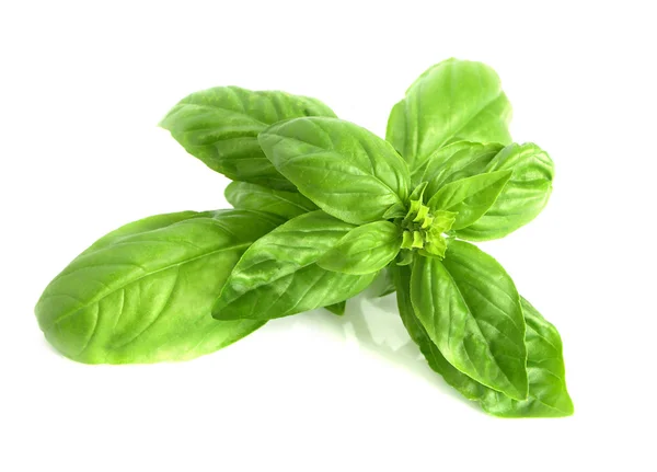 Basil — Stock Photo, Image