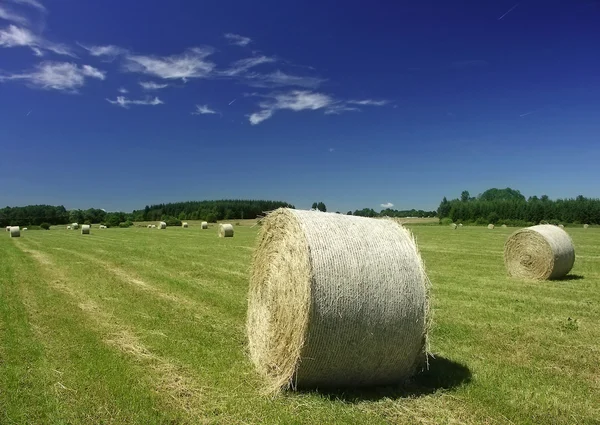 Feld im Sommer — Stockfoto