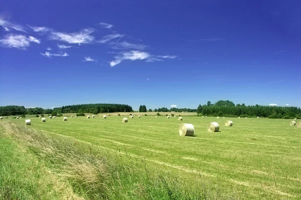 Field in summer — Stock Photo, Image