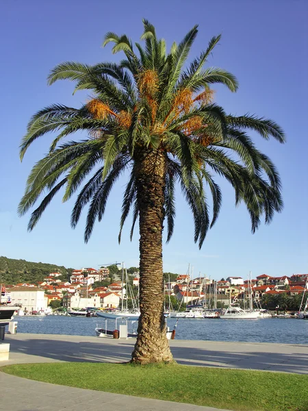 Palma con frutti in porto — Foto Stock