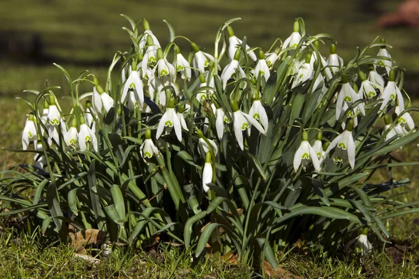 Floare fulg de zăpadă de primăvară — Fotografie, imagine de stoc