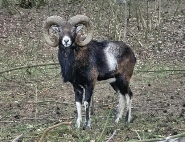 Evropská muflonů — Stock fotografie