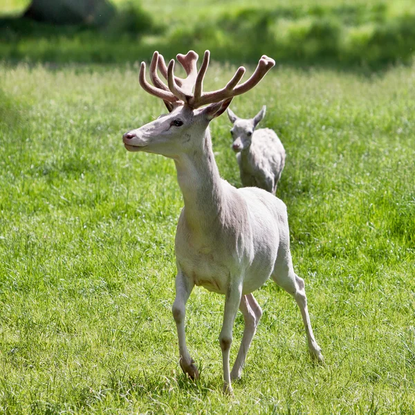 Weiße Hirsche im Park — Stockfoto