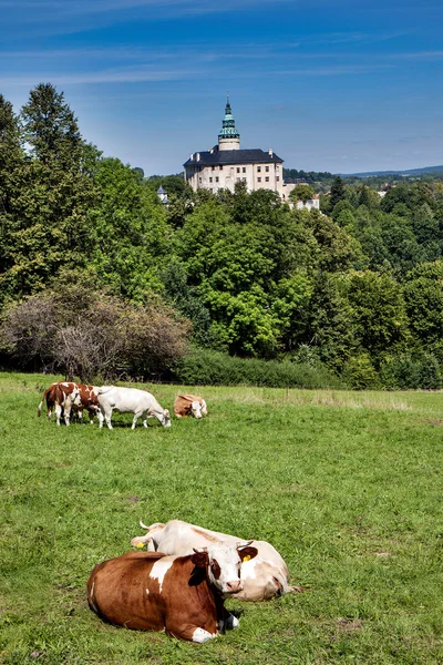 República Checa - castillo Frydlant con vacas — Foto de Stock