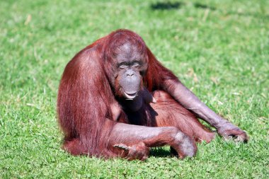 orangutan