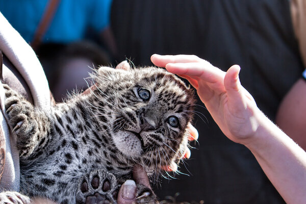 young leopard