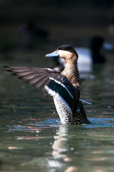 Wild duck — Stockfoto