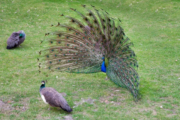 Pavo real — Foto de Stock