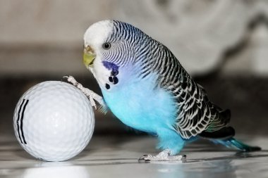 budgie clipart