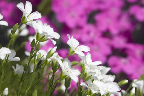 Velké množství malých bílých květu alpských rostlin — Stock fotografie