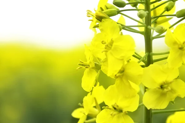 Yellow rape — Stock Photo, Image