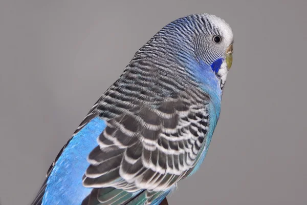 Хвилястий папужка — стокове фото