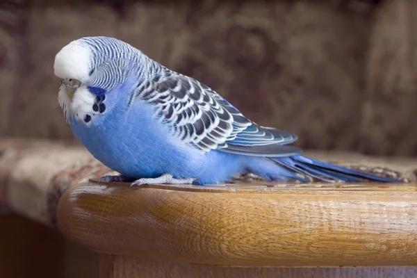 Budgie... — Fotografia de Stock