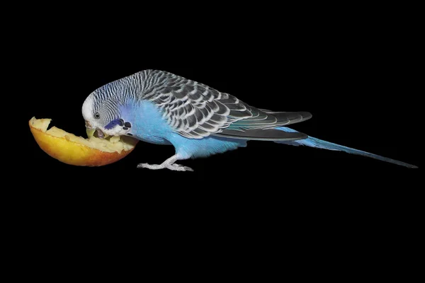 Хвилястий папужка — стокове фото