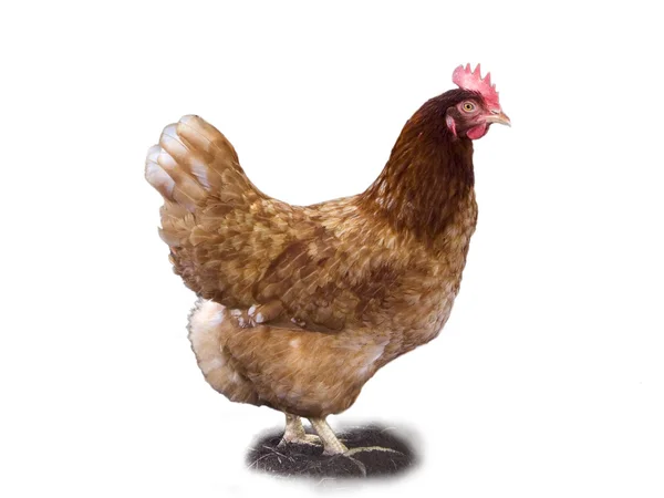 Brown hen — Stock Photo, Image