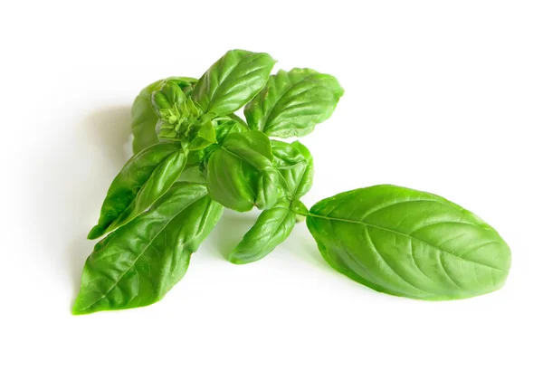 Basil — Stock Photo, Image