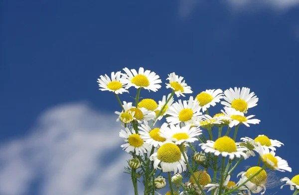 Blume mit blauem Himmel — Stockfoto
