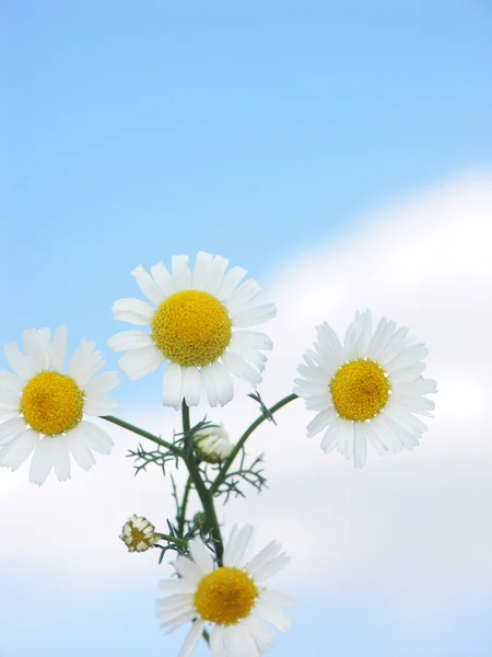 Blume mit blauem Himmel — Stockfoto