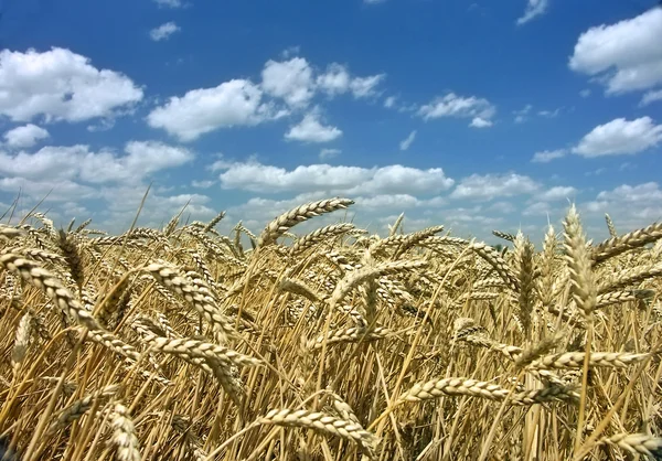 Ripe corn with blue sky — Stock Photo, Image