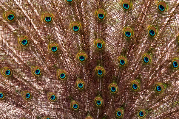 Detalle plumaje pavo real — Foto de Stock