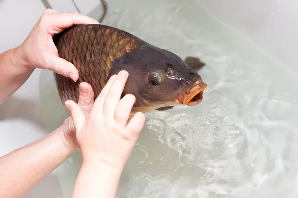 Carp and Christmas — Stock Photo, Image