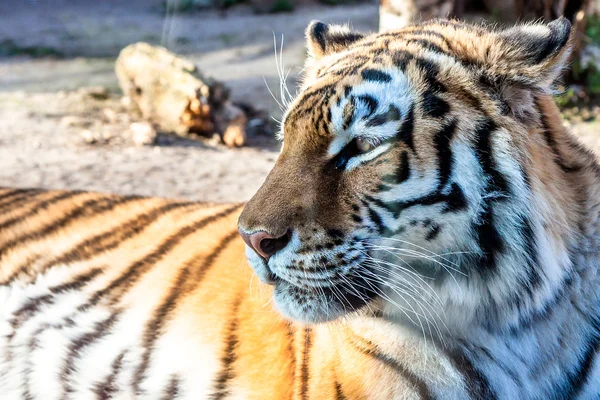 Tigre - detalle cabeza - retrato mamífero — Foto de Stock