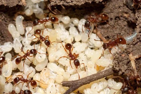 Hormigas rojas con huevos blancos en el hormiguero —  Fotos de Stock