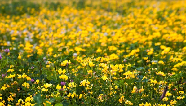 Detalhe de flores amarelas no prado com trevo — Fotografia de Stock