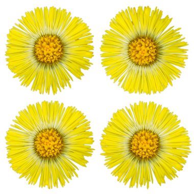 Bahar - Latince Adı tussilago coltsfoot tıp ilk çiçek 