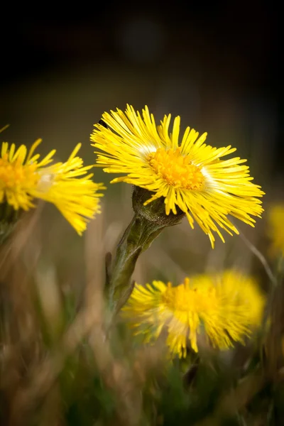 Coltsfoot Medical First Flower on Spring - Latin Name Tussilago — Stock Photo, Image