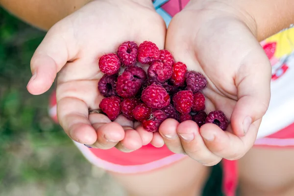 Girl Hands with Red Raspberry — Stock Photo, Image
