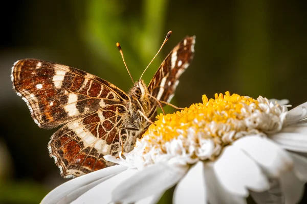 Brown Butterfly on a Marguerite - Great Banded Grayling (Brintesia circe) — Stock Photo, Image