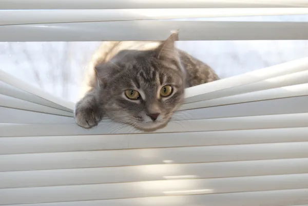 Gato gris — Foto de Stock