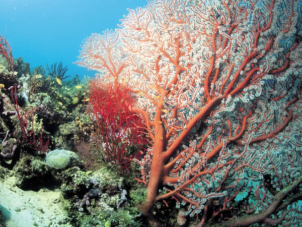 Mercanlar — Stok fotoğraf