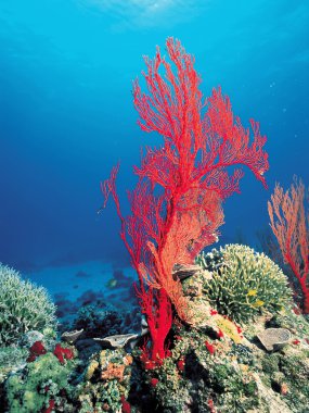 Corals clipart