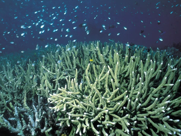 Mercanlar — Stok fotoğraf